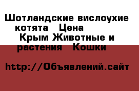 Шотландские вислоухие котята › Цена ­ 5 000 - Крым Животные и растения » Кошки   